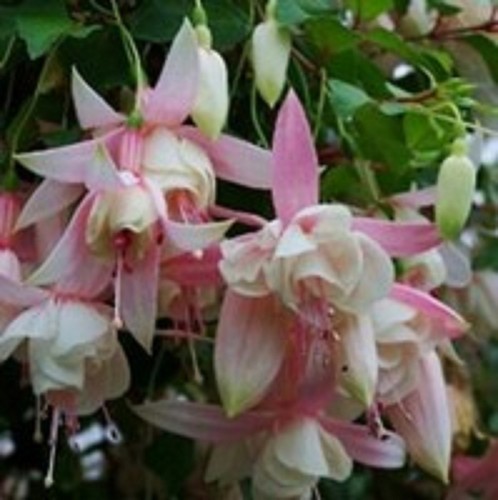 Giant trailing fuchsia - 6,