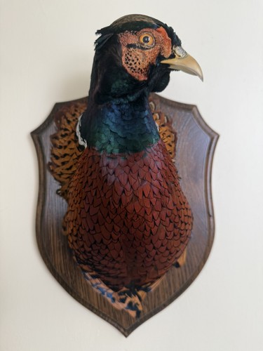 Taxidermy ring necked - taxidermy, ring-necked
