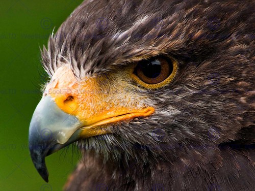 Harris hawk eye - hawk, close