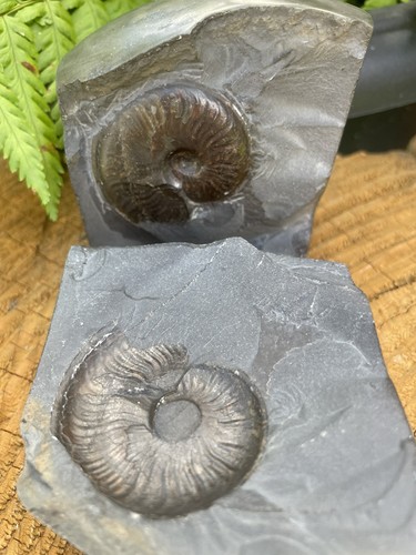 Eleganticeras ammonite - eleganticeras,