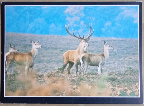 Postcard red deer stag with - stag,