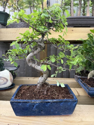 Chinese elm bonsai - chinese,