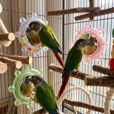 Parrot mirror toy bird - parrot,
