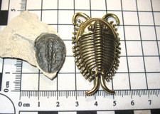 Cambrian Elrathia kingi