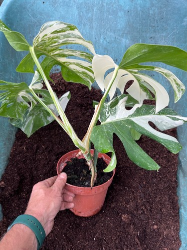 Monstera albo variegata - albo,