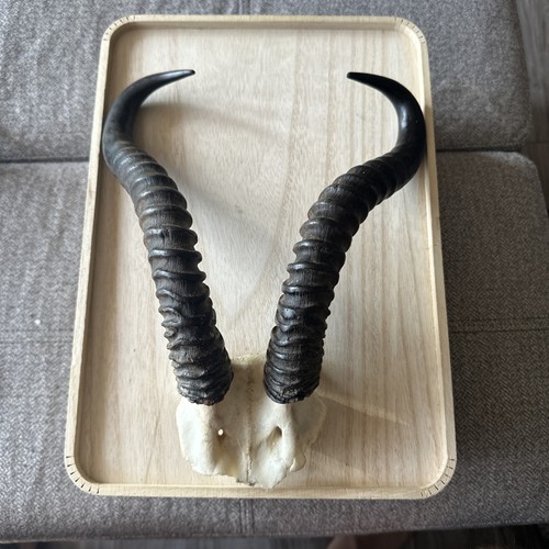 Springbok horns and skull - and, cap