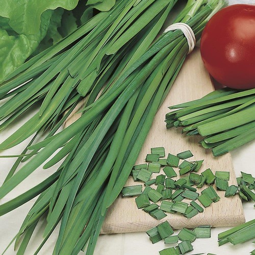 Garlic chives seeds 50 - seeds,