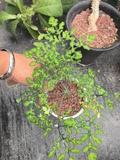 Rare Adenia perrieri WYSIWYG Cutting Boutique Sale