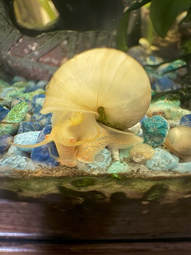 Ivory mystery snails - ivory,