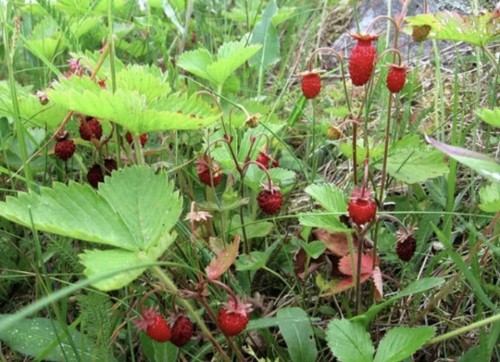 Wild british native - wild,