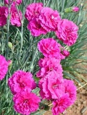 Dianthus 'Devon Wizard' Pinks