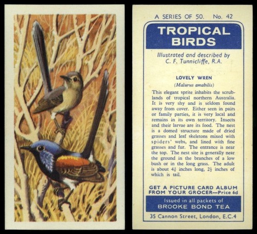 Lovely wren tropical birds - wren, #42