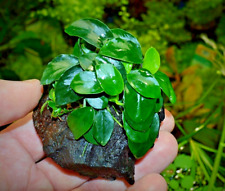 Live Aquarium Aquatic Plants ANUBIAS NANA PETITE on NANO bogwood shrimp safe