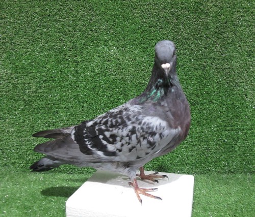 Curved neck grey pigeon - grey,