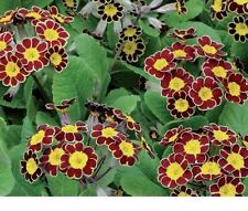 Flower - Polyanthus (Primula) - Victoriana Gold Lace - 20 Seeds