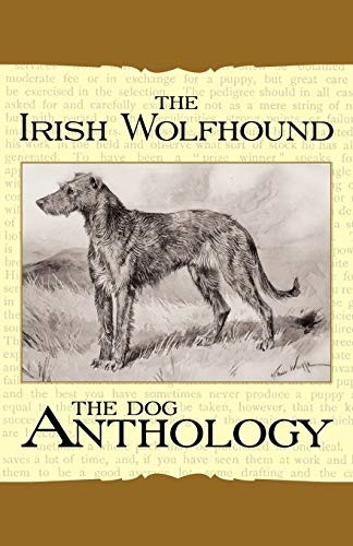 The irish wolfhound dog - irish, wolfhound-a