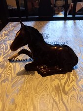 Beswick Bay Foal Lying Down