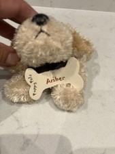 Amber puppy retriever Labrador