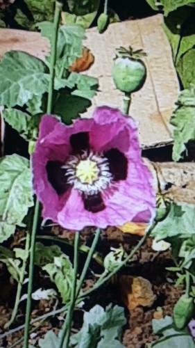 Purple breadseed poppy - purple,