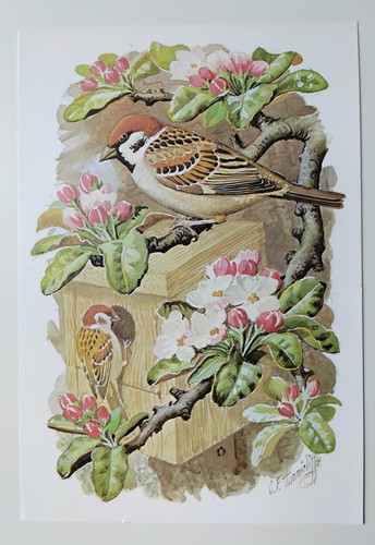 Vintage tree sparrow bird - vintage,