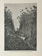 1888 French Explorer Victor Giraud Lake Bangweulu, Zambia Original Antique Print