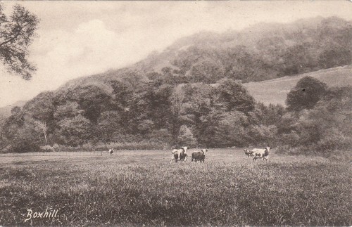 Cattle scene box - cattle, nr