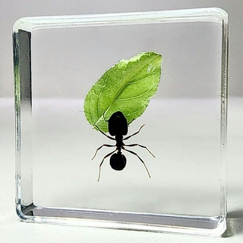 Ant with leaf - leaf, resin