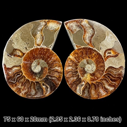 Polished cretaceous ammonite