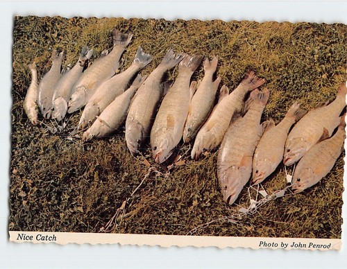 Postcard nice catch freshly - postcard,