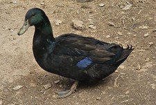 6 Cayuga Duck Hatching Eggs