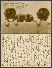 Pekingese Dogs Puppies, We Are