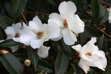 Camellia Cornish Snow  9cm