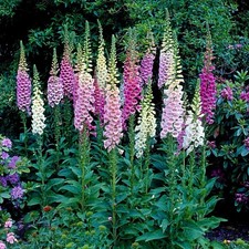 X5 Foxglove Ground Grown UK native Pollinator Plant Large Established Plants