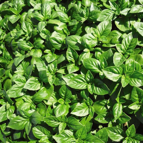 Basil seeds herb annual - seeds,