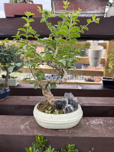 Azalia bonsai - azalia,