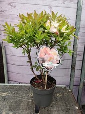 Deciduous Azalea 'Silver Slipper' 4L Pot White Garden Plant Established Shrub