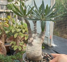 Dia 6.2cm Rare Cacti Pachypodium ssp. gracilius WYSIWYG Caudex Decor Sale