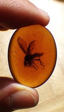 Four large amber resin oval