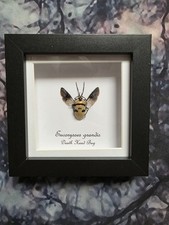 Death Head Bug (Eucorysses