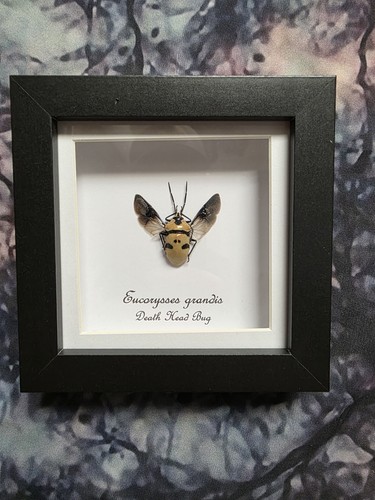 Death head bug eucorysses - death,