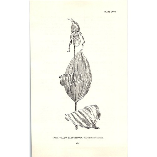 Small yellow lady slipper - small,