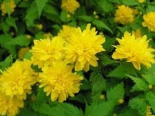 KERRIA JAPONICA HARDY SHRUB DOUBLE YELLOW FLOWERS PLANT 9CM POT JAPANESE ROSE