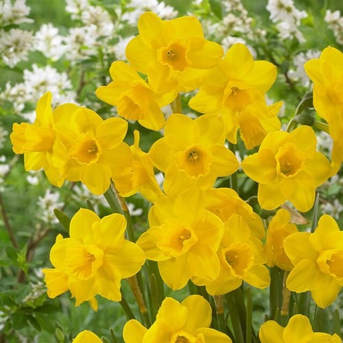 Mini daffodil quail - daffodil,