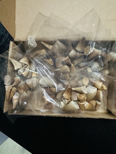 X100 mosasaur teeth - teeth, tooth