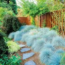 Festuca Intense Blue in 10.5cm