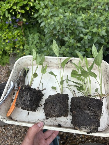 9cm bare root rudbeckia - 9cm,