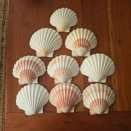 Scallop shells 13cm - scallop, 11,12,13cm