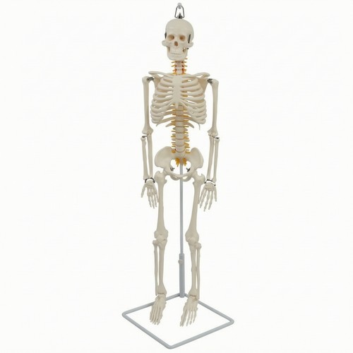 Skeleton model with - skeleton,