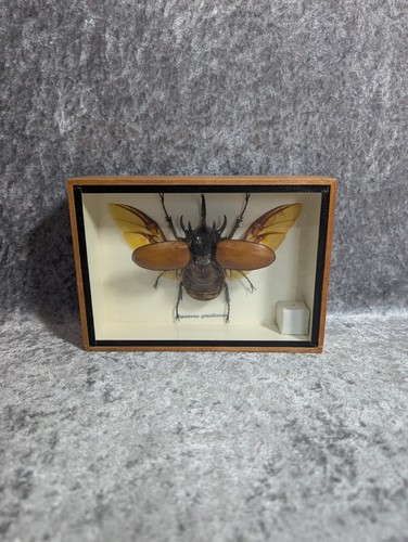 Framed five horned rhinoceros - framed, five-horned
