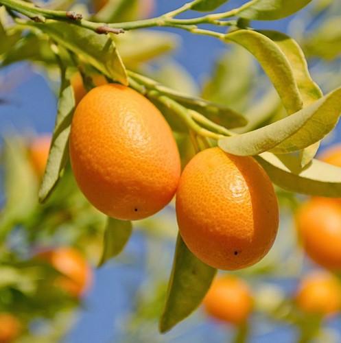 Kumquat fruit tree - fruit,